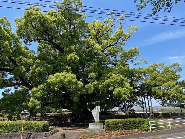 寂心さんの樟　近景