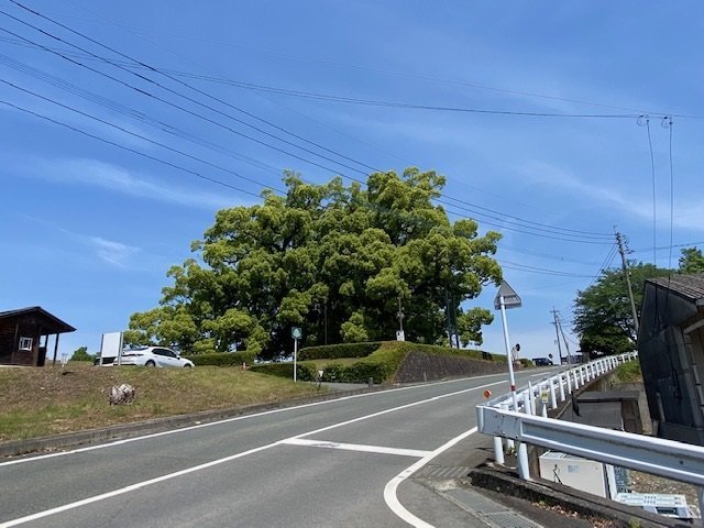 寂心さんの樟　遠景